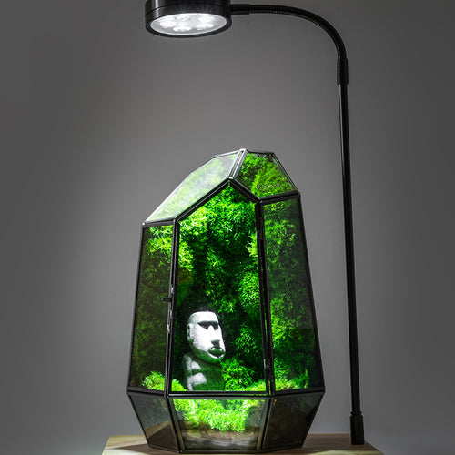 Bouteille Plante Verte Écologique - Vase Hydroponique - Déco Naturelle